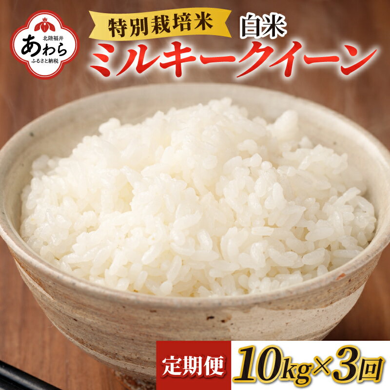 【令和5年産】《定期便3回》特別栽培米 ミルキークイーン 白米 10kg ／ 農薬不使用 化学肥料不使用 ご飯 北陸 福井県 あわら市産 お米 ブランド米 精米