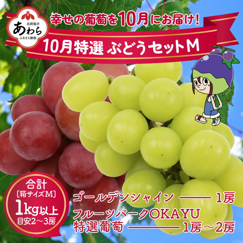 [先行予約]10月特選 ぶどうセットM 1kg以上(2〜3房)/ 葡萄 シャインマスカット 完熟 ゴールデン シャイン 品種 おまかせ あわら 農家おすすめ ※2024年10月より順次発送