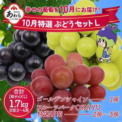 【先行予約】10月特選 ぶどうセットL 1.7kg以上（3～4房）／ 葡萄 シャインマスカット 完熟 ゴールデン シャイン 品種 おまかせ あわら 農家おすすめ ※2024年10月より順次発送