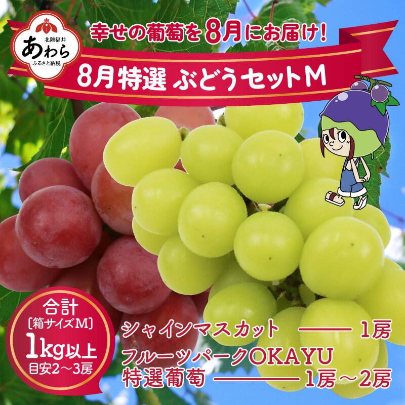 【ふるさと納税】【先行予約】8月特選 ぶどうセットM　1kg以上（2～3房）／ 葡萄 シャインマスカット シャイン 品種 おまかせ あわら 農家おすすめ ※2024年8月より順次発送