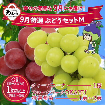 【先行予約】9月特選 ぶどうセットM 1kg以上（2～3房）／ 葡萄 クイーンニーナ 品種 おまかせ あわら 農家おすすめ ※2024年9月より順次発送