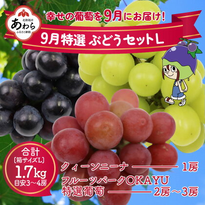 【先行予約】9月特選 ぶどうセットL　1.7kg以上（3～4房）／ 葡萄 クイーンニーナ 品種 おまかせ あわら 農家おすすめ ※2024年9月より順次発送