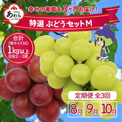 【先行予約】＜全3回定期便＞特選 ぶどうセットM（8月・9月・10月）1kg以上（各月2～3房）／ 葡萄 ナガノパープル シャインマスカット ゴールデン シャイン 品種 おまかせ あわら 農家おすすめ ※2024年8月より順次発送