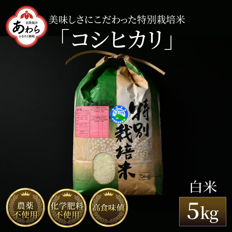 【先行予約】【ふるさと納税】【令和6年産】コシヒカリ 精米 