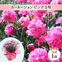 【ふるさと納税】【15セット限定 先行予約】カーネーション ピンク 5号 鉢植え 生花 ＜数量限定！想いを届ける母の日ギフト＞ ／ 母の日 プレゼント 花 ※2023年5月14日までにお届け･･･ 画像1