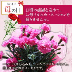 【ふるさと納税】【15セット限定 先行予約】カーネーション ピンク 5号 鉢植え 生花 ＜数量限定！想いを届ける母の日ギフト＞ ／ 母の日 プレゼント 花 ※2023年5月14日までにお届け･･･ 画像2