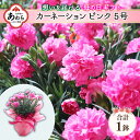 【ふるさと納税】【15セット限定 先行予約】カーネーション ピンク 5号 鉢植え 生花 ＜数量限定！想いを届ける母の日ギフト＞ ／ 母の日 プレゼント 花 ※2023年5月14日までにお届け･･･