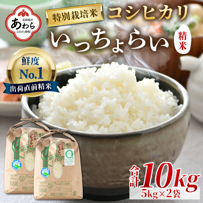 【ふるさと納税】【令和4年産】特別栽培米 いっちょらい 精米 5kg×2袋（計10kg） ／ 福井県産 ブランド米 コシヒカリ ご飯 白米 新鮮