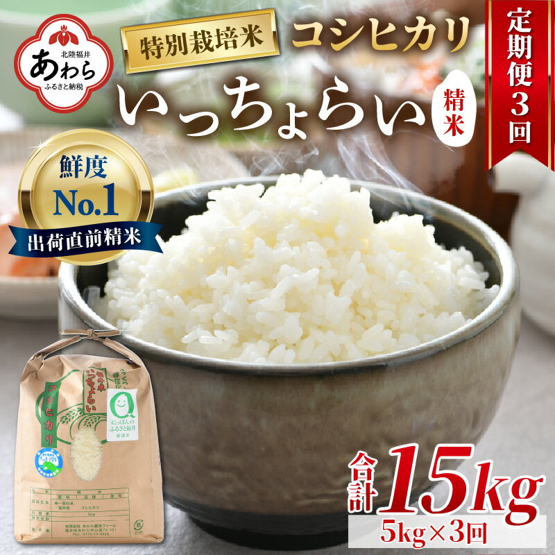 【ふるさと納税】【令和4年産新米】《定期便3回》特別栽培米 いっちょらい 精米 5kg（計15kg） ／ 福井県産 ブランド米 コシヒカリ ご飯 白米 新鮮