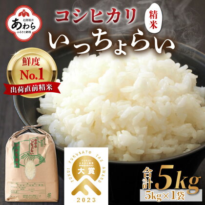 【先行予約】【令和6年産新米】いっちょらい 精米 5kg ／ 福井県産 ブランド米 コシヒカリ ご飯 白米 新鮮 大賞 受賞 新米 福井県あわら産 ※2024年9月中旬以降順次発送予定