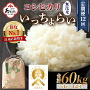 《定期便12回》いっちょらい 無洗米 5kg（計60kg） ／ 福井県産 ブランド米 コシヒカリ ご飯 白米 新鮮 大賞 受賞