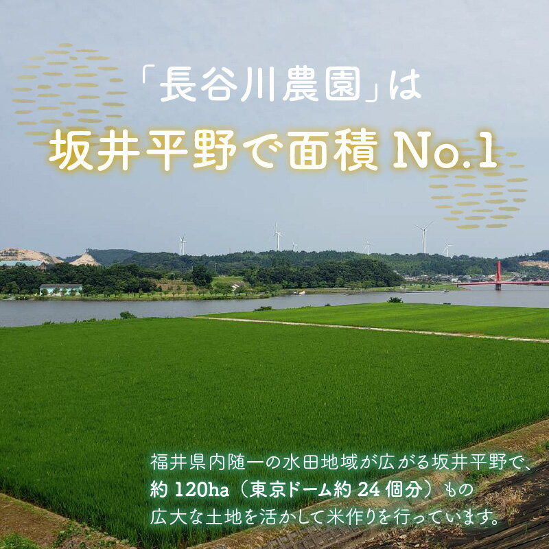 【ふるさと納税】【先行予約】全6回 定期便 令和4年産 新米 きぬむすめ 5kg 無洗米 福井県産 (5kg×1袋) 低農薬 有機肥料 白米 ブランド米 農家直送 産地直送 美味しいお米