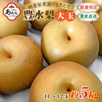 【先行予約】《数量限定》豊水梨【大玉】11～12玉入 約5kg もぎたて 新鮮 ／ 期間限定 果物 フルーツ 農家直送 お取り寄せ 豊水 梨 なし 福井県 あわら市 ※2024年9月上旬より順次発送