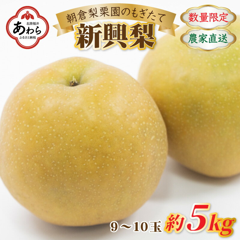 [先行予約][数量限定]新興梨 9〜10玉入 約5kg 歯ごたえ抜群! もぎたて 新鮮 / 期間限定 果物 フルーツ 農家直送 お取り寄せ 新興 梨 なし 福井県 あわら市※2024年10月中旬より順次発送