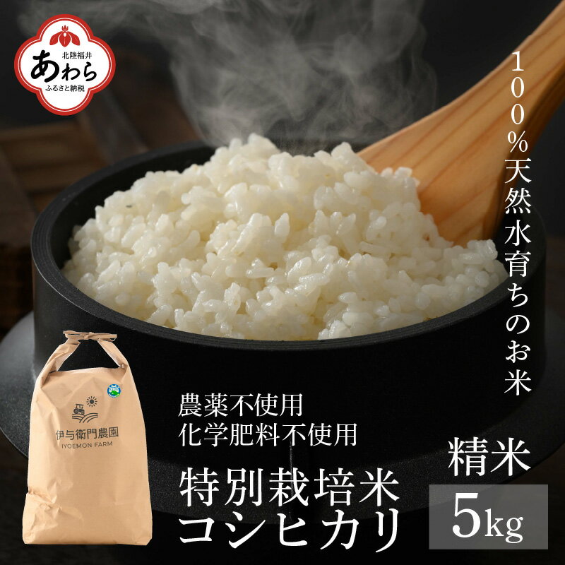 [先行予約][令和6年産]コシヒカリ 精米 5kg 特別栽培米 無農薬 化学肥料不使用 / 伊与衛門農園の特別栽培米 高品質 鮮度抜群 福井県 あわら市産 ブランド米 R6 新米 北陸 白米 お米 ご飯 ※2024年9月下旬以降順次発送予定