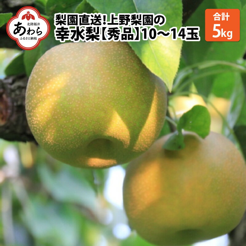 [先行予約]上野梨園の幸水梨 10〜14玉入 約5kg 3L〜6L[秀品][数量限定]梨園直送! / 期間限定 果物 フルーツ 農家直送 シャキシャキ もぎたて 旬 お取り寄せ ※2024年8月下旬より順次発送