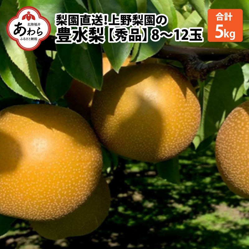 【先行予約】上野梨園の豊水梨 8～12玉入 約5kg 4L～6L【秀品】《数量限定》梨園直送！ / 期間限定 果物 フルーツ 農家直送 シャキシャキ もぎたて 旬 お取り寄せ ※2024年9月上旬より順次発送