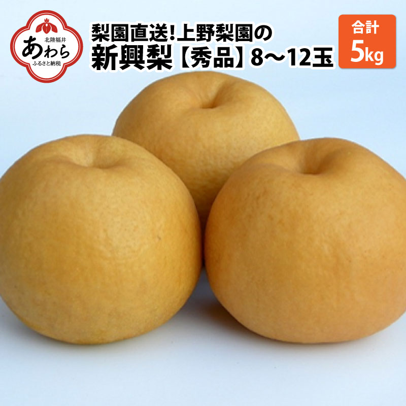 【ふるさと納税】【先行予約】上野梨園の新興梨 8～12玉入 約5kg 4L～6L【秀品】《数量限定》梨園直送！ / 期間限定 果物 フルーツ 農家直送 シャキシャキ もぎたて 旬 お取り寄せ ※2024年10月上旬より順次発送