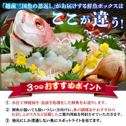 【ふるさと納税】【希望日・希望時間にお届け】おすすめ鮮魚ボックス 4～6種 セット 水圧神経締め 血抜き処理 鮮度抜群 福井県産 旬 産地直送 海の幸 魚介類 煮魚 焼き魚 揚げ 刺身 海鮮丼･･･ 画像2