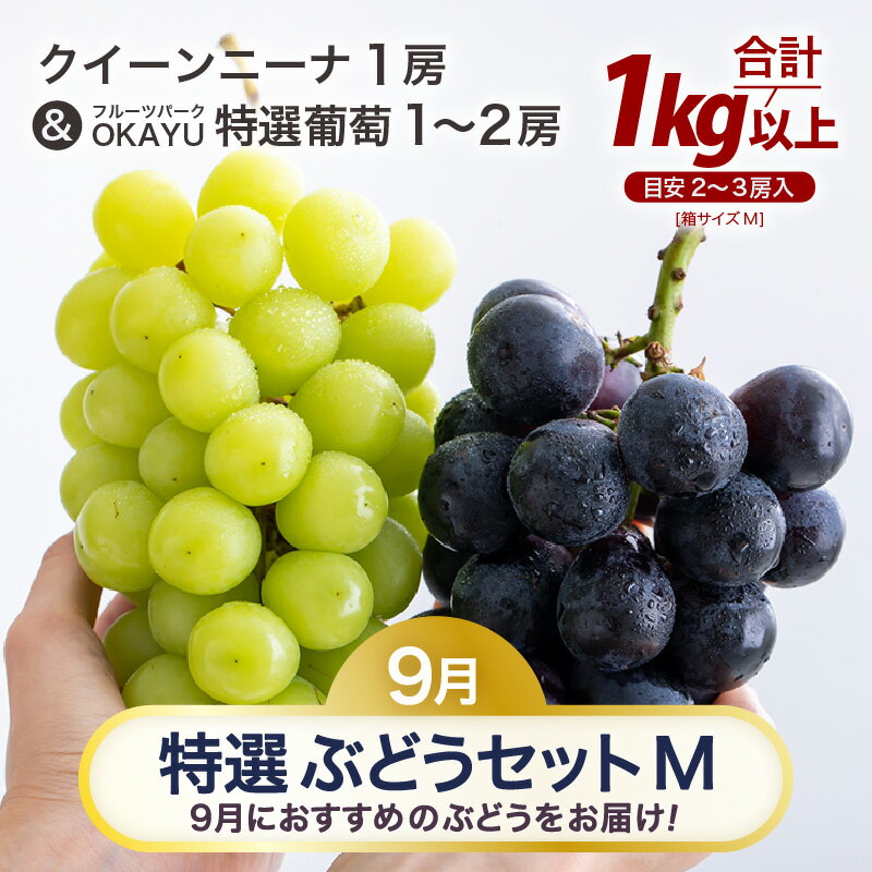【ふるさと納税】【先行予約】9月特選 ぶどうセットM 1kg以上(2~3房)/ 葡萄 クイーンニーナ 品種 おまかせ あわら 農家おすすめ ※2025年9月より順次発送