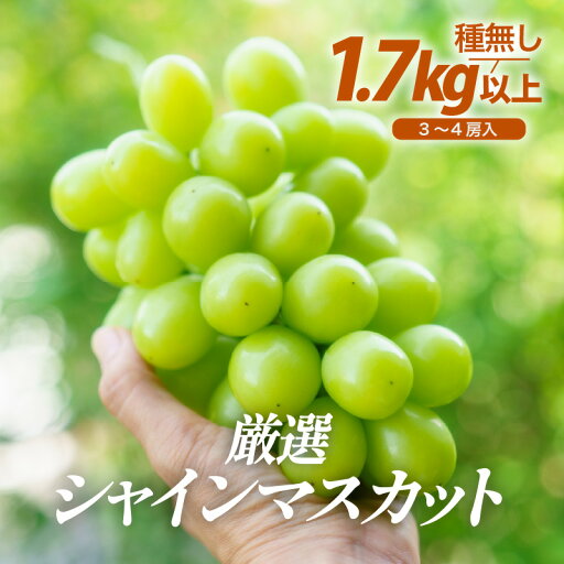 【ふるさと納税】【先行予約】厳選シャインマスカット 1.7kg以上(3~4房)【種なし】フルーツパークOKAYU ※2025年9月中旬より順次発送 【ふるさと納税】【先行予約】厳選シャインマスカット 1.7kg以上(3~4房)【種なし】フルーツパークOKAYU ※2025年9月中旬より順次発送