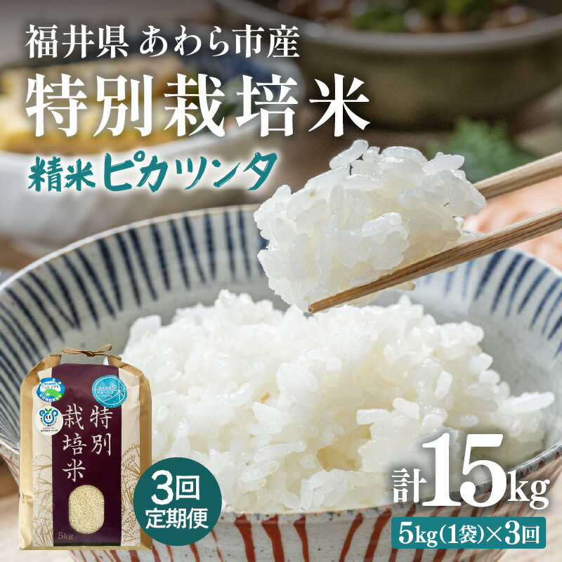[令和7年産]定期便 ≪3ヶ月連続お届け≫ 化学肥料不使用 特別栽培米 ピカツンタ 精米 5kg × 3回(合計15kg) / 白米 米 福井県あわら市産 美味しい 特別栽培米 減農薬 安心な米 旨味 甘み もっちり 冷蔵保管米