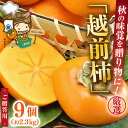 【ふるさと納税】【先行予約】秋の味覚を贈り物に!厳選「越前柿」大玉 9個(ご贈答用) / 果物 フルーツ かき 種なし 産地直送 期間限定 ※2025年10月下旬以降順次発送