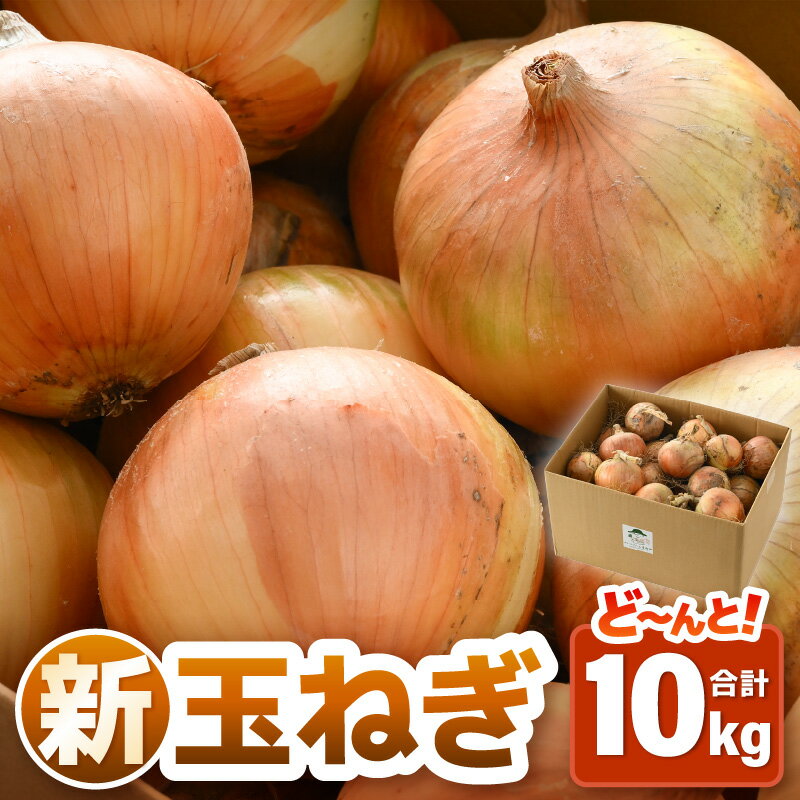 【ふるさと納税】【先行予約】2025年6月発送 採れたて 新玉ねぎ 10kg(サイズ S M L ミックス)田んぼで育てた甘くて柔らか自慢の玉ねぎ!/ 野菜 万能 料理 常備 玉葱 BBQ たまねぎ 玉ネギ 甘い