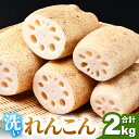【ふるさと納税】【先行予約】洗いれんこん 2kg 《発送直前に収穫してお届け!》 シャキっとした歯触り! / 有機肥料 低農薬 蓮根 レンコン 野菜 根菜 正月 ※2025年11月中旬以降順次発送予定
