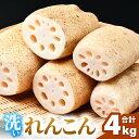 【ふるさと納税】【先行予約】洗いれんこん 4kg 《発送直前に収穫してお届け!》 シャキっとした歯触り!/ 有機肥料 低農薬 蓮根 レンコン 野菜 根菜 正月 ※2025年11月中旬以降順次発送予定