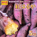 【ふるさと納税】【先行予約】福井県あわら市産 藤重農園自慢の濃厚な甘みのサツマイモ 紅はるか 5kg / さつまいも 紅はるか べにはるか さつま芋 国産 土付き 芋 産地直送 熟成 サツマイモ ※2025年11月中旬以降順次発送
