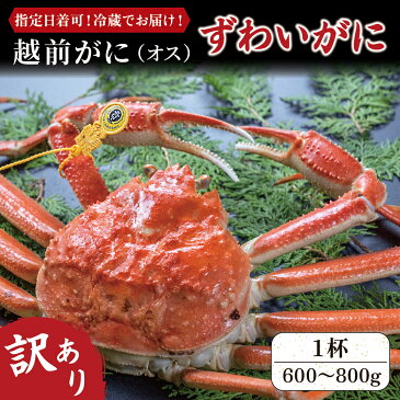 【ふるさと納税】訳あり 越前がに (オス) ずわいがに 600～800g 1杯 / 送料 無料 福井県 越前市 武生 かに カニ 蟹 越前かに 越前ガニ 越前カニ ズワイガニ 雄 不揃い 傷 足折れ (18209)