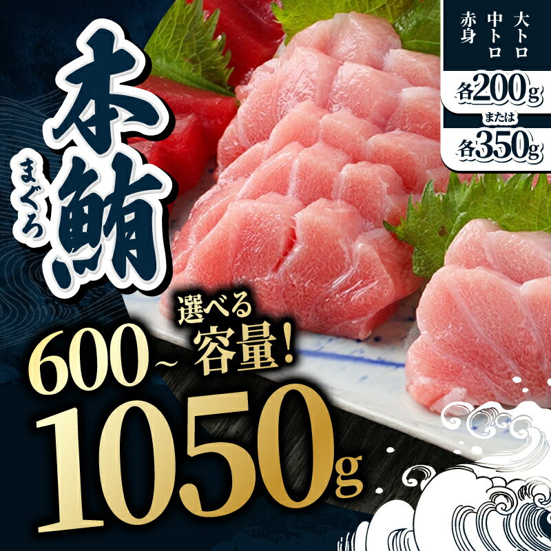 【ふるさと納税】【冷蔵・指定日着可】国産 生本マグロ堪能セット（柵どり）大トロ 中トロ 赤身 各200g・各350g/ 送料無料 福井県 越前市 鮪 生まぐろ 生マグロ 本鮪 大とろ 中とろ 新鮮 お刺身 海鮮丼 まぐろ丼 発送時期が選べる（18209）
