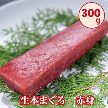 【ふるさと納税】冷蔵でお届け!! 国産 生本まぐろ 赤身 300g（柵どり）/ 送料 無料 福井県 越前市 武生 鮪 マグロ 未冷凍 生まぐろ 生マグロ 本鮪 新鮮 お刺身 おさしみ お造り カット おろし ブロック 魚 切り身 切身 海鮮 丼 海鮮丼 まぐろ丼 漬け 漬け丼 具(18209）