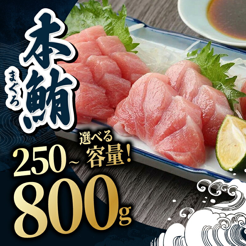 【ふるさと納税】【冷蔵・指定日着可】国産 生本マグロ 大トロ250g〜800g(柵どり) /送料無料 福井県越前市 鮪 新鮮 お刺身 おさしみ お造り おつくり おろし 魚 切り身 切身 海鮮 丼 海鮮丼 まぐろ丼 漬け 漬け丼 発送時期が選べる(18209) f182095-echizen-10000013 福井県越前市 サンプル画像2