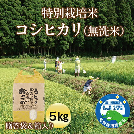 特別栽培米コシヒカリ(無洗米)5kg ご贈答袋&箱入り 送料無料 福井県 越前市 米 コシヒカリ 新生活 2023年(18209)