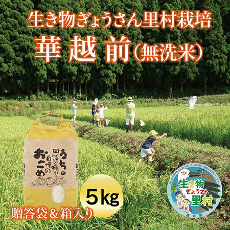 生き物ぎょうさん里村栽培 華越前(無洗米) 5kg ご贈答袋&箱入り 送料無料 福井県 越前市 米 はなえちぜん 減農薬栽培 新生活 2023年 新米(18209)