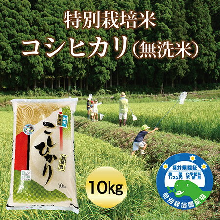 特別栽培米コシヒカリ(無洗米)10kg ビニール袋入り 送料無料 福井県 越前市 米 コシヒカリ 新生活 2023年 新米(18209)