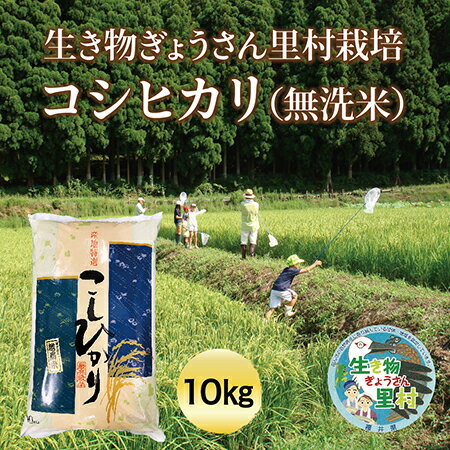 生き物ぎょうさん里村栽培 コシヒカリ(無洗米)10kg ビニール袋入り 送料無料 福井県 越前市 米 コシヒカリ 減農薬栽培 新生活 2023年 新米(18209)