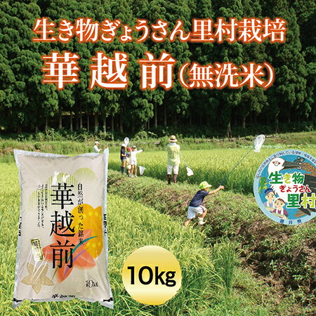 生き物ぎょうさん里村栽培 華越前(無洗米) 10kg ビニール袋入り 送料無料 福井県 越前市 米 はなえちぜん 減農薬栽培 新生活 2023年 新米(18209)