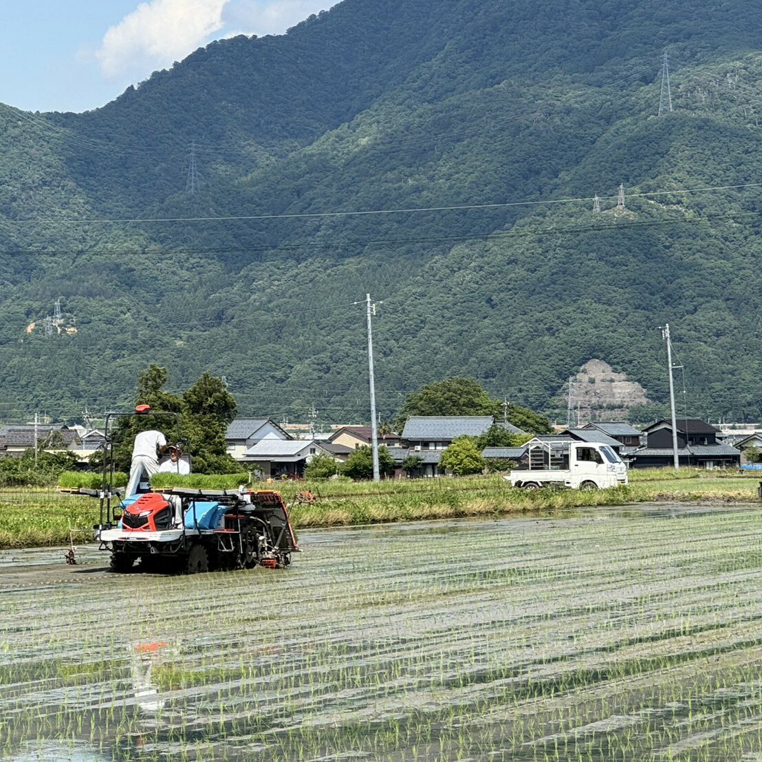 【ふるさと納税】先行予約価格＼受付開始／【令和8年度・新米】特別栽培 越前市産ミルキークイーン/ 5kg・10kg /精米・玄米/ 送料無料 福井県 越前市 米 ミルキークイーン 減農薬 無農薬 特別栽培米 武生 タケフ 新生活(18209) f182095-echizen-10000358 福井県越前市 サンプル画像2