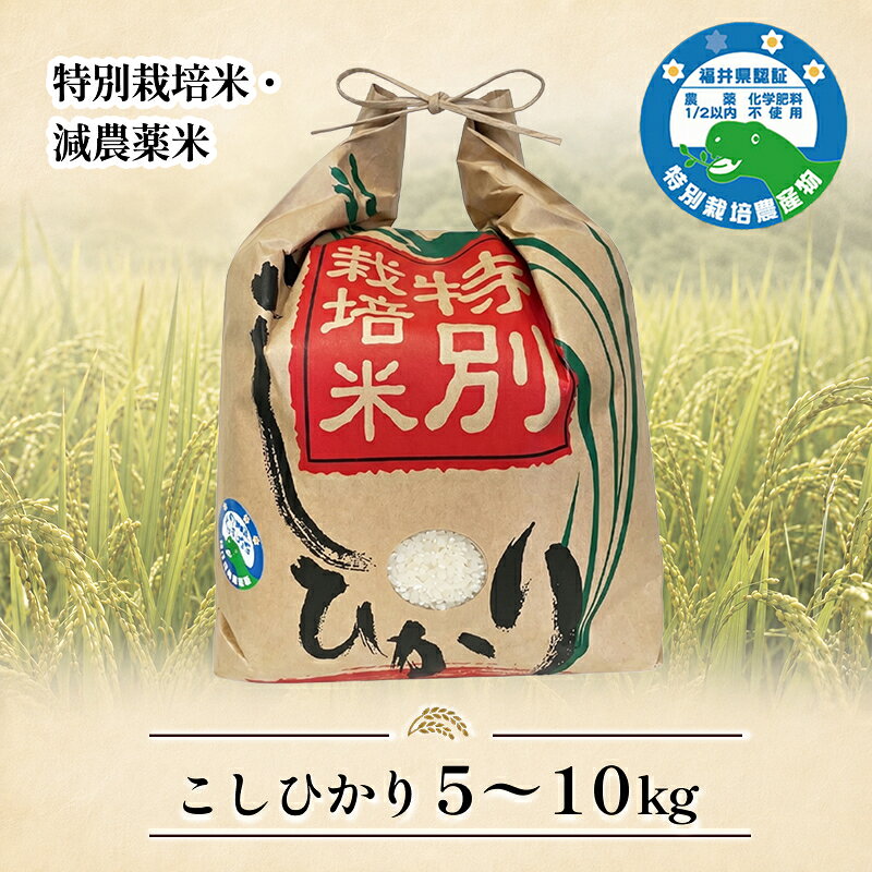 「こしひかり」精米 令和8年、7年度産 福井県越前市産 特別栽培米 5kg 10kg/ 送料無料 福井県 越前市 米 こしひかり 減農薬 2026年度産 2025年度産 新生活(18209)