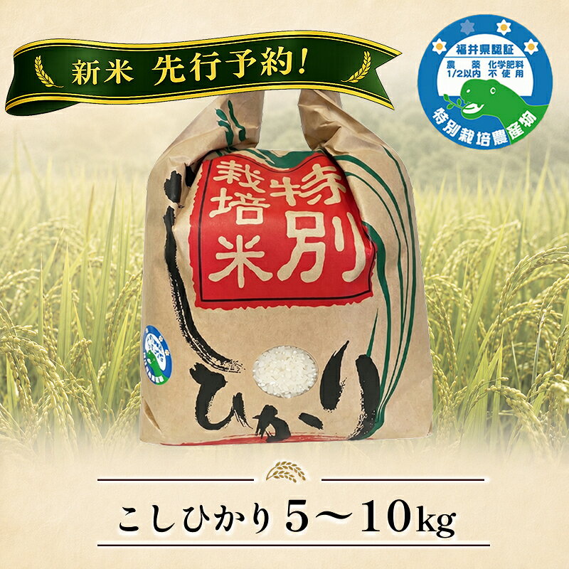 【ふるさと納税】新米予約開始！「こしひかり」精米 令和8年、7年度産 福井県越前市産 特別栽培米 5kg 10kg/ 送料無料 福井県 越前市 米 こしひかり 減農薬 2026年度産 2025年度産 新生活(18209)