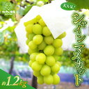 【ふるさと納税】【先行予約】 大人気シャインマスカット 約1.2kg (3~4房) 【2025年9月上旬以降順次発送予定】 【ぶどう ブドウ 葡萄 マスカット 果物 デザート フルーツ 産地直送 国産 ギフト 贈り物 贈答】