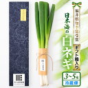 【ふるさと納税】【先行予約】【期間限定】福井県知事賞受賞！日本海の白ネギ（ギフト箱） 3本～5本 【2023年9月下旬以降順次発送予定】