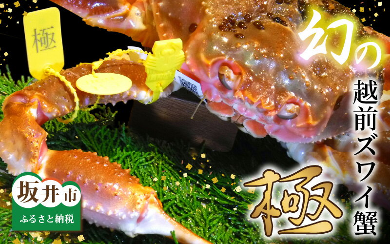 【ふるさと納税】【先行予約】特上 越前ズワイ蟹 『極』 1杯 ※活状態で1.5kg以上 《2025年11月から2026年3月 各月数量限定》 【かに カニ 越前...