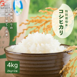 【ふるさと納税】【令和5年産】乳酸菌入りの土壌で育てた 福井県 坂井町産 特別栽培米コシヒカリ 4kg (2kg×2袋)【 特別栽培米 白米 玄米 お米】･･･ 画像1