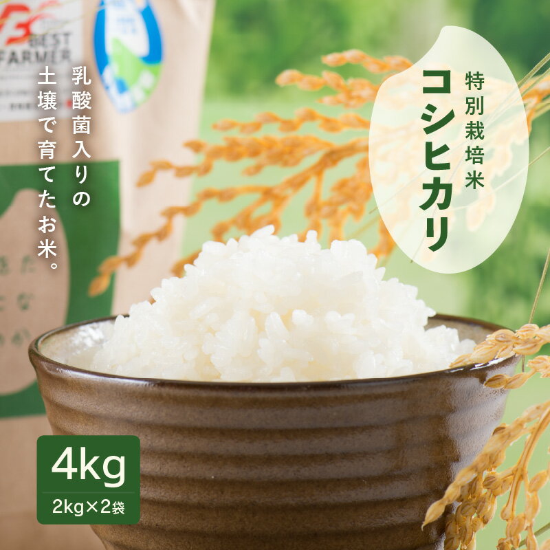 【先行予約】【令和6年産・新米】乳酸菌入りの土壌で育てた 福井県 坂井町産 特別栽培米コシヒカリ 4kg (2kg×2袋) 【2024年9月中旬以降順次発送予定】【 特別栽培米 白米 玄米 お米】