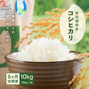 【ふるさと納税】【先行予約】定期便 ≪6ヶ月連続お届け≫ 【令和5年産新米】乳酸菌入りの土壌で育てた 福井県 坂井町産 特別栽培米コシヒカリ 10kg【2023年9月中旬以降順次発送予定】･･･