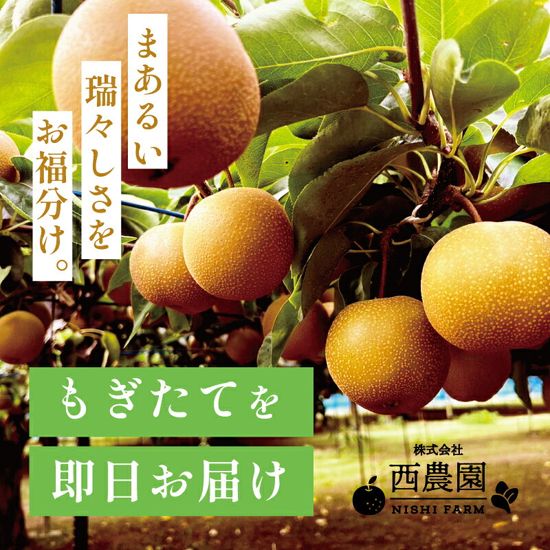 【ふるさと納税】【豊水梨】3kg前後 (5〜8個) / 5kg前後 (8〜14個) もぎたて！たっぷり果汁の新鮮な梨をお届け！【選べる内容量】【梨 なし フルーツ 甘い みずみずしい 果実 果物 新鮮 お土産 贈り物 旬の果物】 f182109-sakai-10001914 福井県坂井市 サンプル画像3